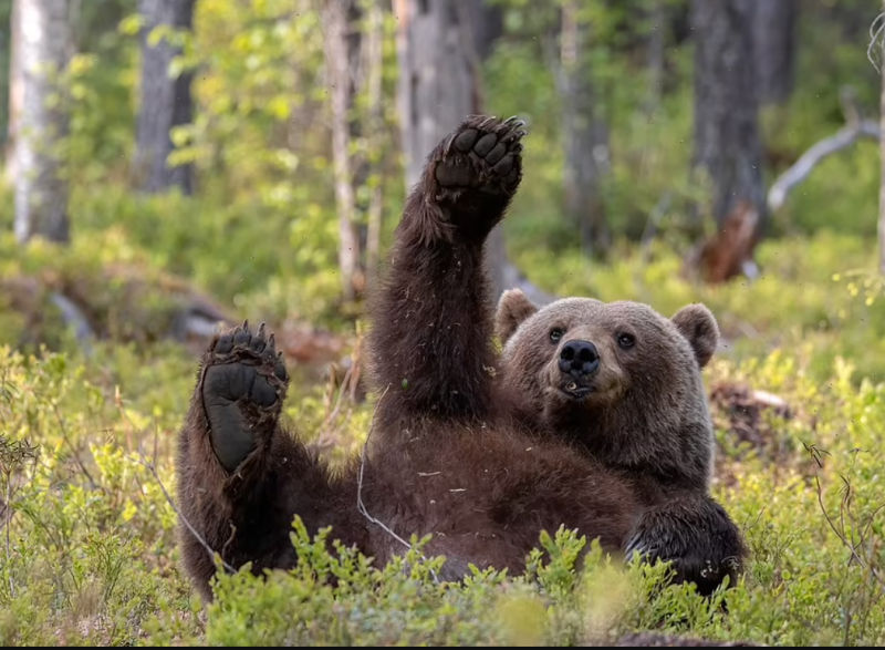 waving bear.jpg