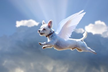 flying-dog-5946987_640.jpg