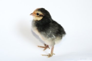 chick-2014051_640.jpg