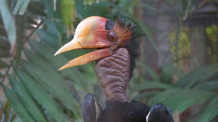 Hornbill.jpg