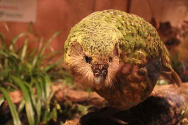 Kakapo.jpg