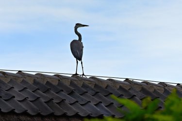 heron-3602244_640.jpg