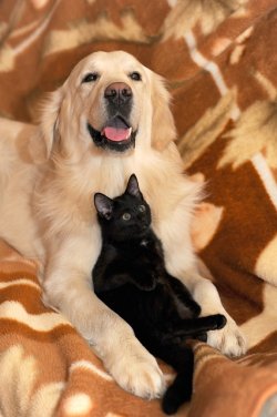 dog-and-cat-2908810_640.jpg