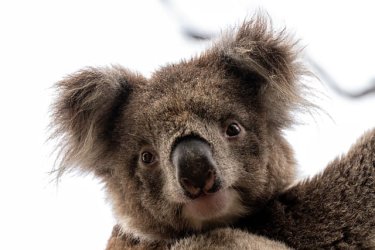 koala-7830706_640.jpg