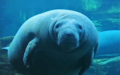 manatees-1640537_640.jpg