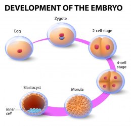 diagram-of-development-of-the-embryo.jpg