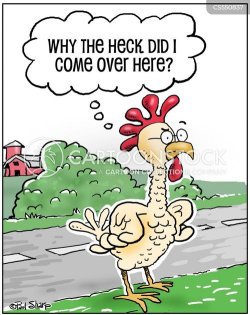 animals-chicken-road-crossed_the_road-joke-kids_joke-CS550837_low.jpg