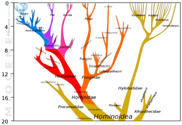 1280px-Hominoidea_lineage.svg.png