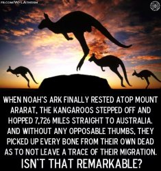 noah's kangaroos.jpg