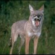 Laughing Coyote