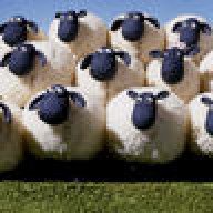 LFSHEEP