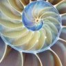 Sea_shell